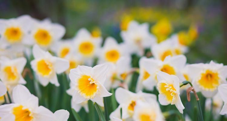 水仙花夏季养殖全攻略（如何让水仙花在酷热夏季健康成长）