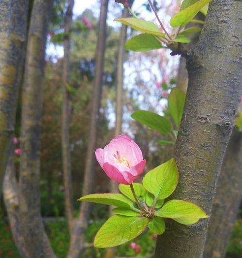 春天的花开了，美不胜收（欣赏花儿的美丽和奇妙）