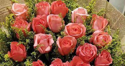 六朵玫瑰的象征意义（赏玫瑰不仅仅是欣赏美丽，更是对情感的诠释）