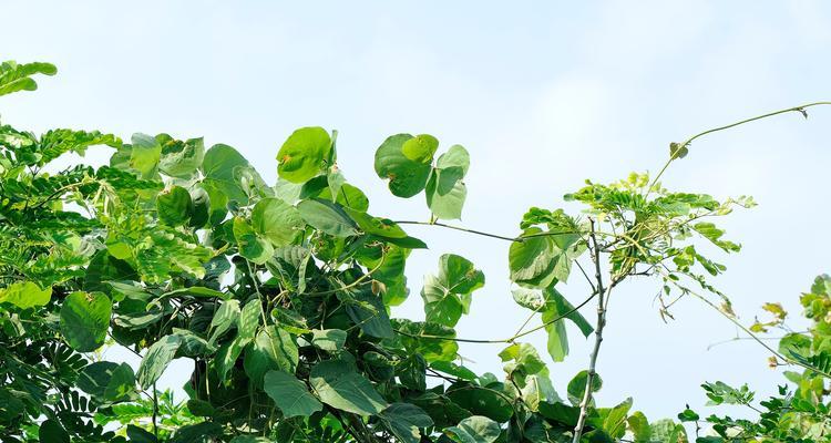 常绿阔叶林下的奇妙植物世界（探秘常绿阔叶林的植物王国，揭开她神秘的面纱）