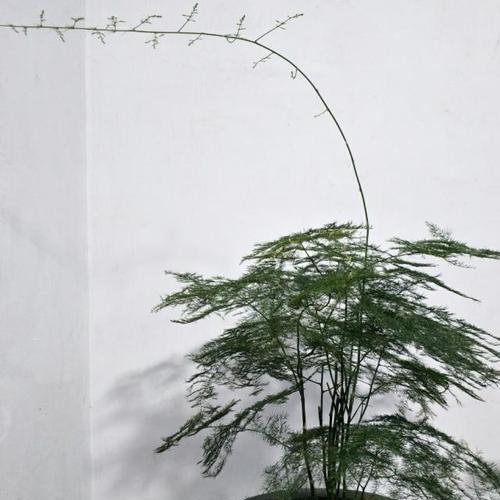 文竹——阳光下的绿色生命（观叶、赏花、养护，文竹全方位解析）