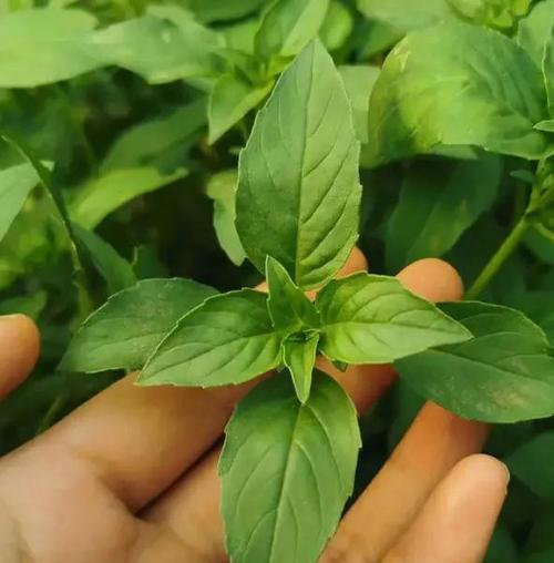 荆芥种植（打造健康生活的好伙伴）