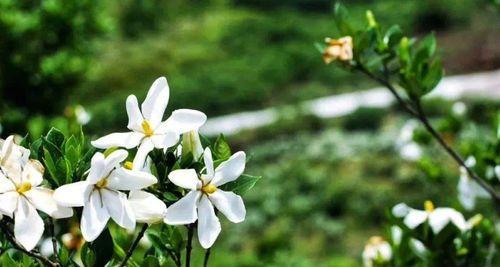 栀子花与阳光——关注她的隐忧（不宜过度暴晒，夏季要注意的防晒技巧）