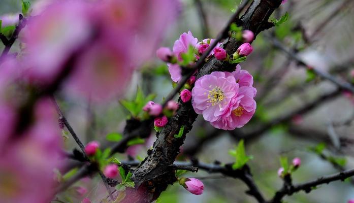 春天盛放，百花齐放——春天开的花名称大全（探秘花海，感受春天的气息）