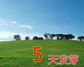 种植马尼拉草籽的步骤（从选种到收成全过程，学会这些关键诀窍才能培育出生机勃勃的草坪）