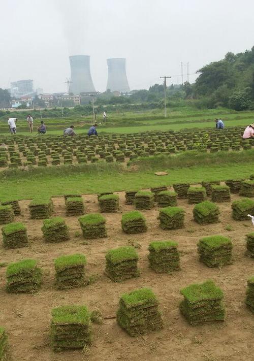 种植马尼拉草籽的步骤（从选种到收成全过程，学会这些关键诀窍才能培育出生机勃勃的草坪）