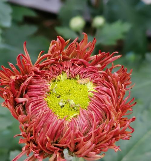 认识菊花的多样性——菊花种类全解（了解菊花种类，享受不同美好/菊花种类、特点、养护全面介绍）