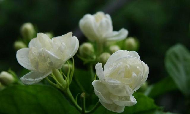 五种美丽的花带有令人陶醉的香气（在家中欣赏鲜花香味的方法与注意事项）