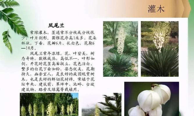 乔木与灌木的区别（辨别乔木与灌木，从外貌和特点入手）