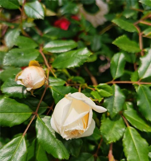 如何成功地养殖蔷薇花（从种植到护理，打造美丽庭院）