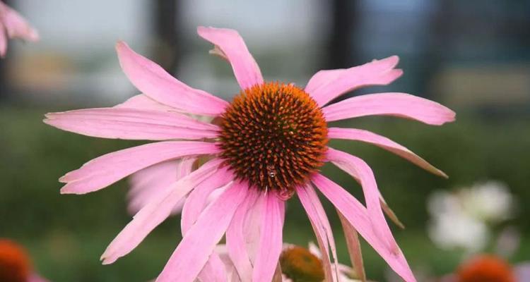 四季常青，开花不停——探秘全年开花植物（全年四季开花植物的种类、特点和栽培方法）