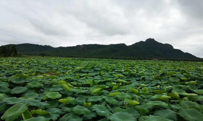 莲藕的种植与养护（打造自己的莲藕田，让鲜美的藕香四溢）