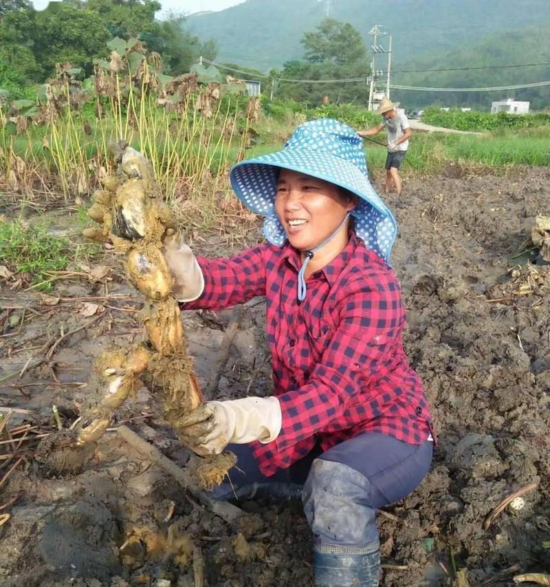 莲藕的种植与养护（打造自己的莲藕田，让鲜美的藕香四溢）