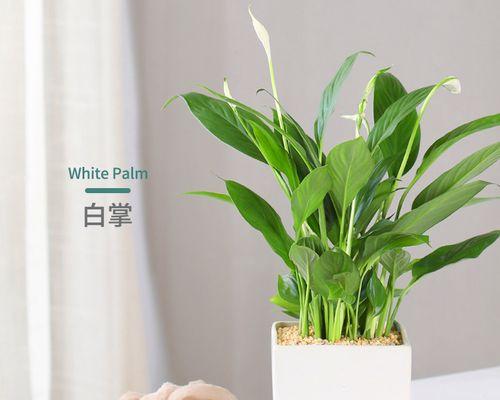 白掌植物的生态和养护（探究白掌植物的栽培方法、营养需求和繁殖技巧）