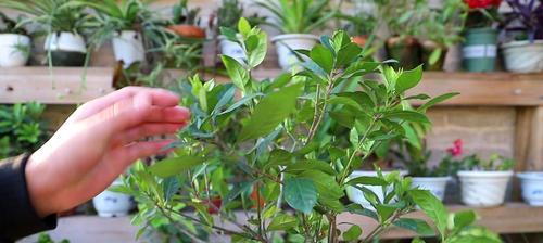 栀子花果实的意义与应用（从文化、药用、美容三方面解读栀子花果实）