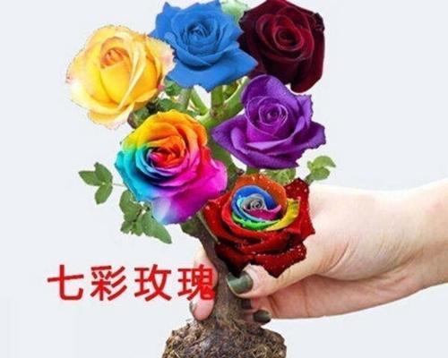 玫瑰花的开花时间与特点（春夏之交，观赏玫瑰花的最佳时间）