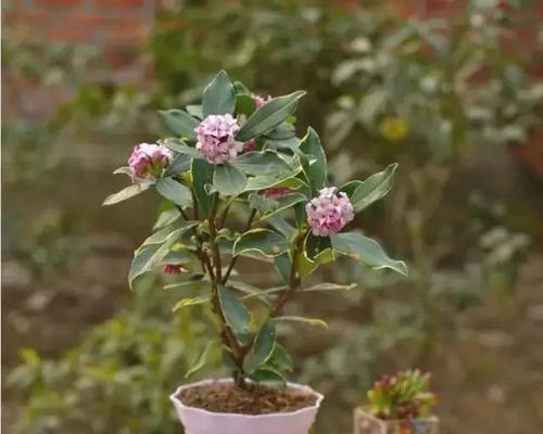 瑞香花的家庭养护方法（美丽芬芳的瑞香花，如何在家中养护？）