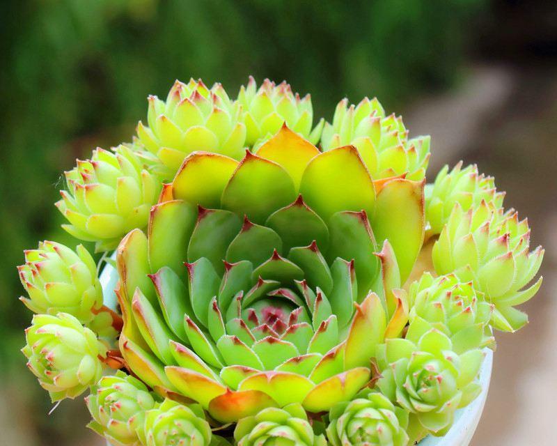打造多肉植物盆栽的秘诀（如何让多肉植物爆盆？）