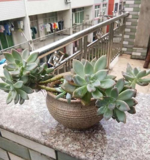 打造多肉植物盆栽的秘诀（如何让多肉植物爆盆？）