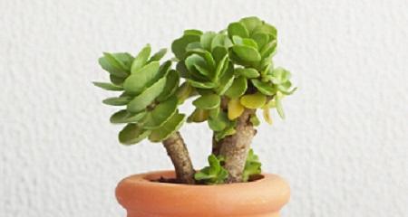金钱木的养殖技巧与注意事项（从选苗到管理，轻松打造室内清新空气）