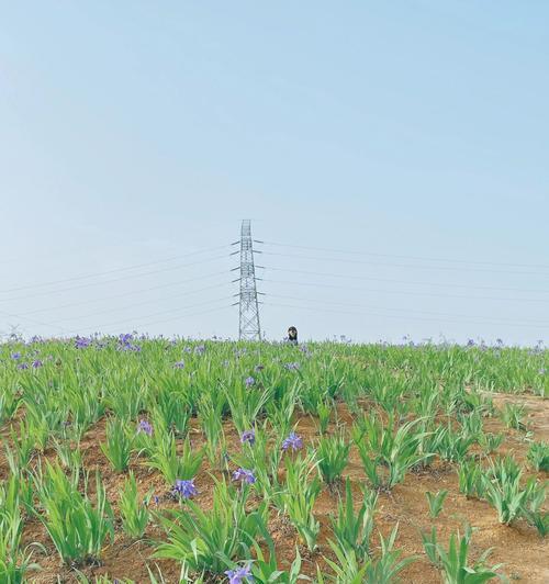 如何成功种植鸢尾——鸢尾花生长技巧（掌握5个关键点，轻松养护鸢尾花）
