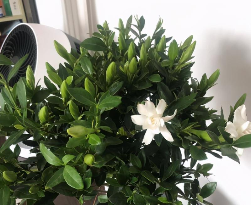 如何正确养护栀子花（打造清新芳香的夏日花园）