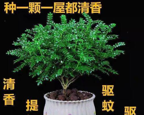 驱蚊草的家庭养法（驱蚊草种植、养护和使用方法）