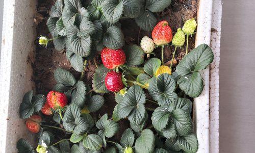 阳台草莓的种植与护理（让你在城市阳台也能享受红色美味）