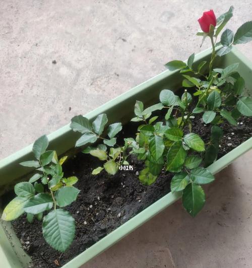 如何种植玫瑰花？（一步一步教你成功种出美丽的玫瑰花）