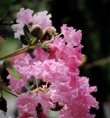 紫薇树开花时间与特点（探秘紫薇树开花的时间、颜色与花语）