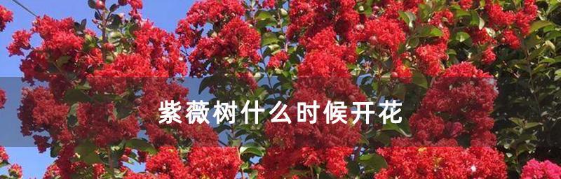 紫薇树开花时间与特点（探秘紫薇树开花的时间、颜色与花语）