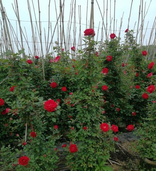 如何栽种月季花（从选种到护理，教你打造美丽花园）