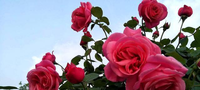 浅谈玫瑰与月季的区别（关注生长环境、花朵外观等因素，探讨玫瑰与月季的差异）