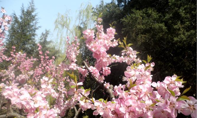 北京花开盛景（探秘北京市的花海世界）