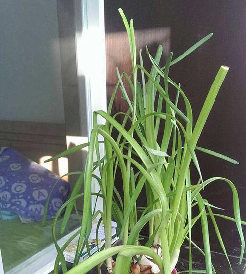 水仙百合花的养殖技巧（打造优美的水仙百合花园）
