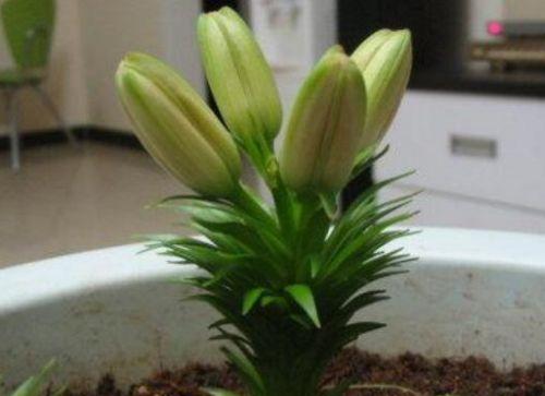 水仙百合花的养殖技巧（打造优美的水仙百合花园）