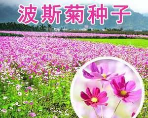 如何正确播种格桑花种子（选择适当的时间和环境让花儿茁壮成长）