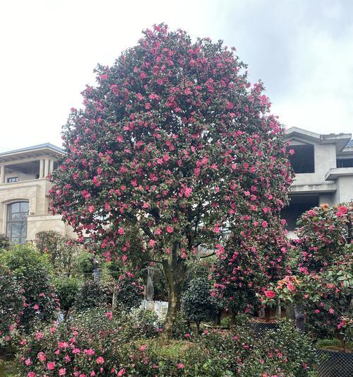 地栽茶梅的种植要求（从土壤到温度，全方位的植物需求分析）