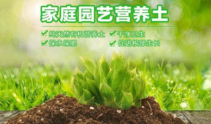 多肉植物用什么土最好？（全面介绍多肉植物土壤的选择与使用）