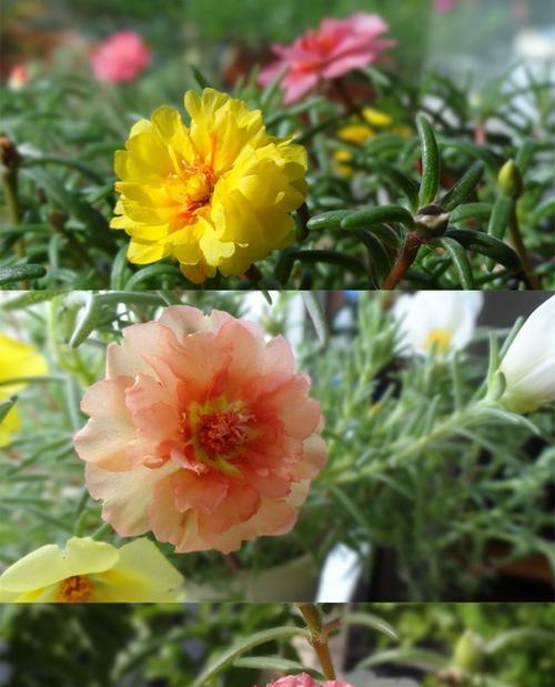 重瓣太阳花的种植方法和时间（打造漂亮的花园，轻松种植重瓣太阳花）