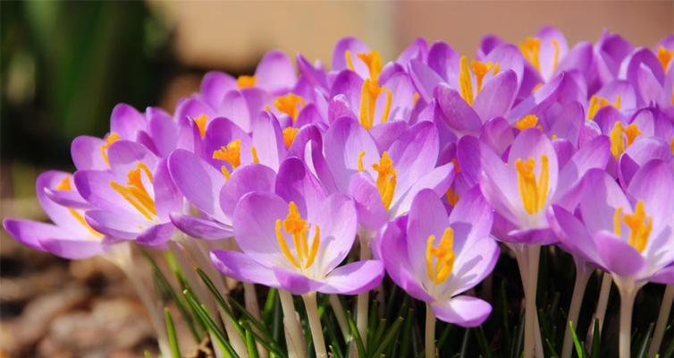 如何成功种植番红花（番红花怎么养殖？必备的技巧和经验分享）
