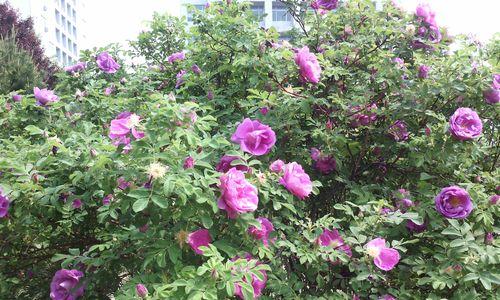 蔷薇花的特征和养护方法（了解蔷薇花的种类和喜好，打造属于你的美丽花园）