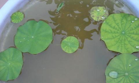 睡莲种子的发芽技巧（让你的睡莲种子快速发芽，开出美丽的花朵）