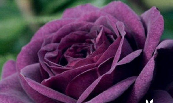 紫玫瑰的象征意义（探寻紫玫瑰的神秘魅力）