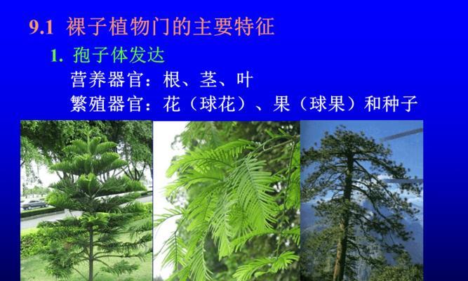 常见的裸子植物及其特点（探究裸子植物的形态、生态、分布及其作用）