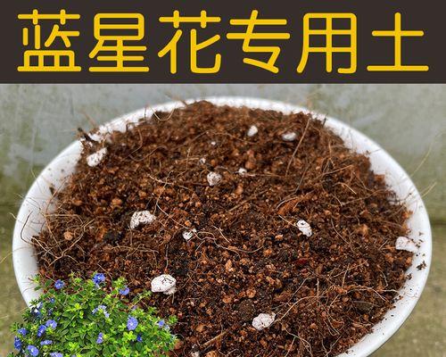 蓝星花种植全攻略（打造美丽花园，蓝星花种植一定要学会！）