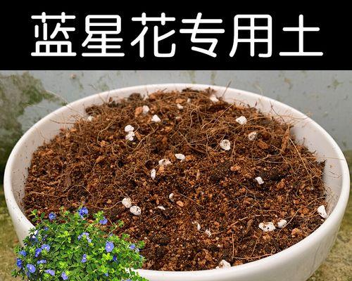 蓝星花种植全攻略（打造美丽花园，蓝星花种植一定要学会！）