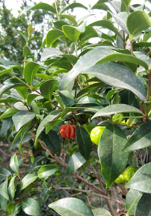 探秘神奇植物——桃金娘（了解桃金娘的特性、用途及栽培技巧）