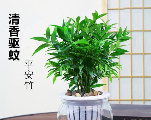 室内水培花卉的种植与养护（打造绿色家居，享受自然之美）