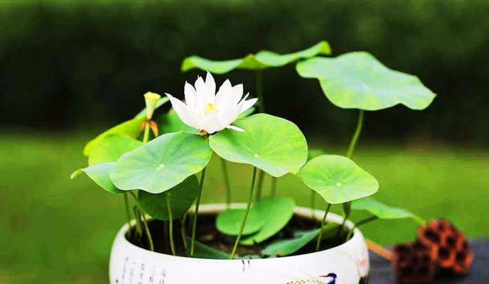 荷花种植全攻略（从选种到成花，教你一步步种出美丽的荷花）